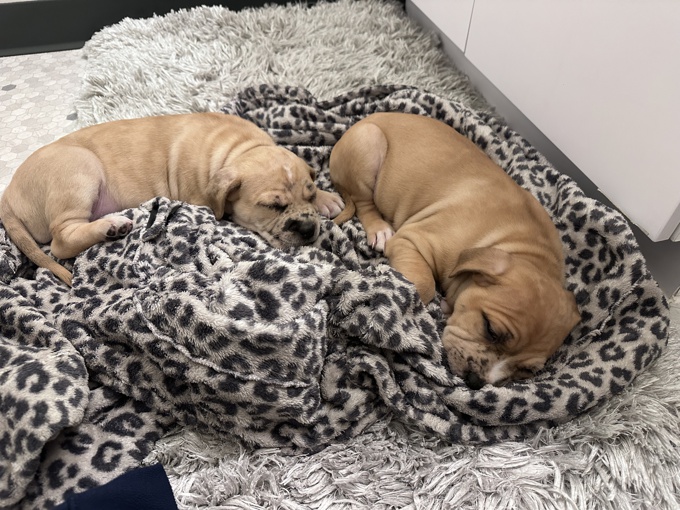 Cane Corso, American Stafford