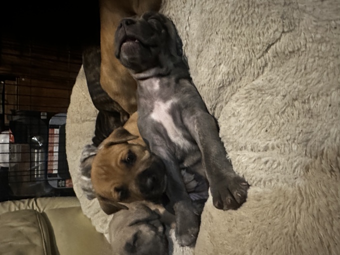 Cane Corso, American Stafford