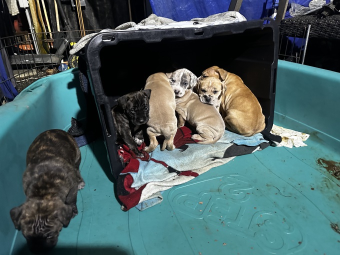 Cane Corso, American Stafford