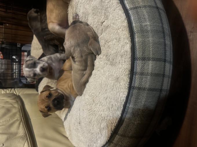 Cane Corso, American Stafford