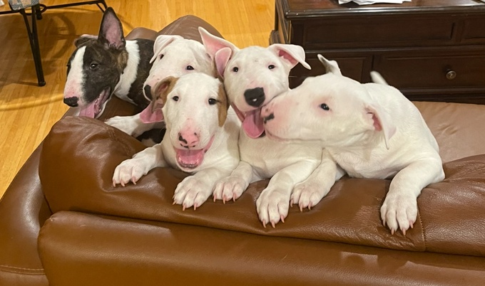 Miniature bull terrier