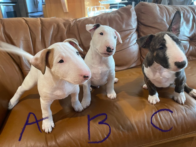 Miniature bull terrier