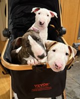 Miniature bull terrier