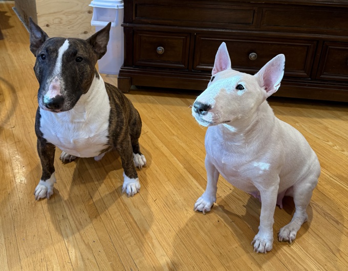 Miniature bull terrier
