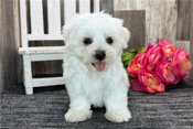 Maltese