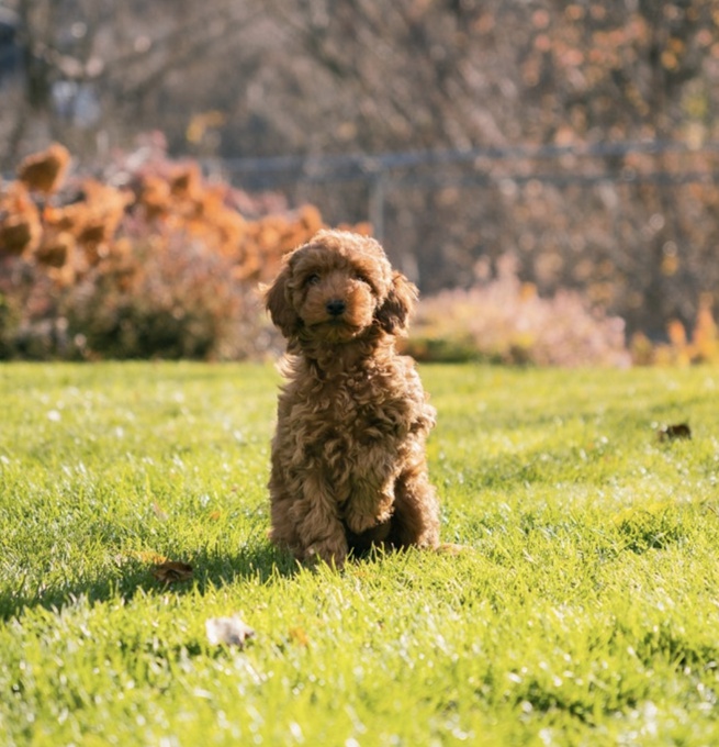 Toy Poodle