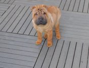 Chinese Shar - Pei Puppies