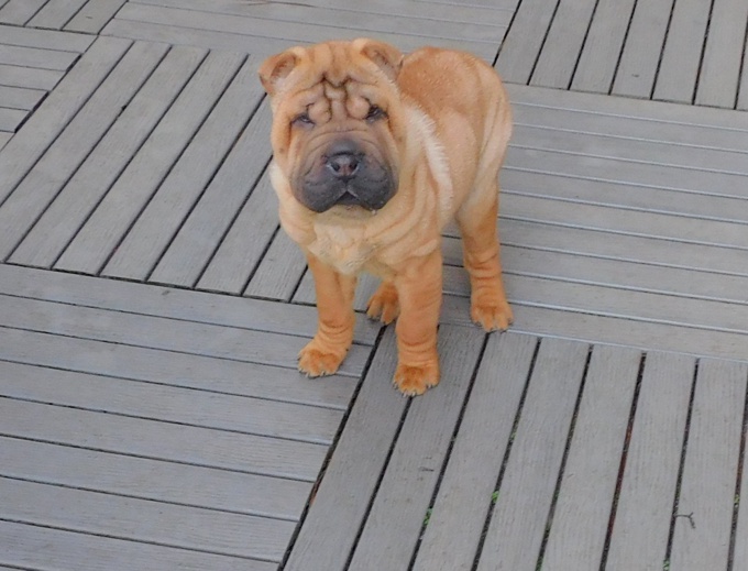 Chinese Shar - Pei Puppies