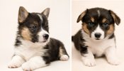 Pembroke Welsh Corgi