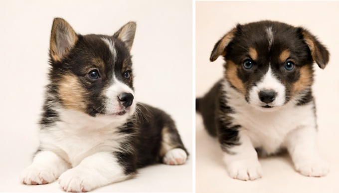 Pembroke Welsh Corgi
