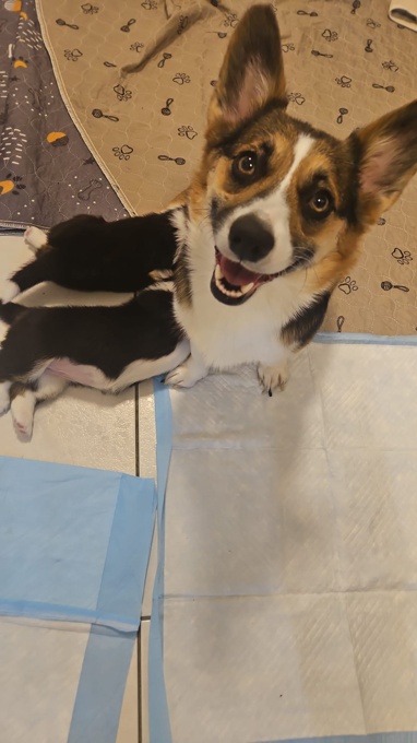 Pembroke Welsh Corgi