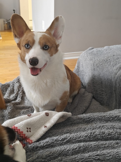 Pembroke Welsh Corgi