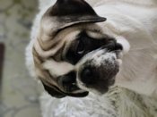 Pug