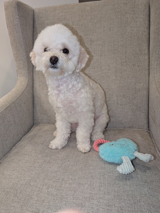 Toy Poodle