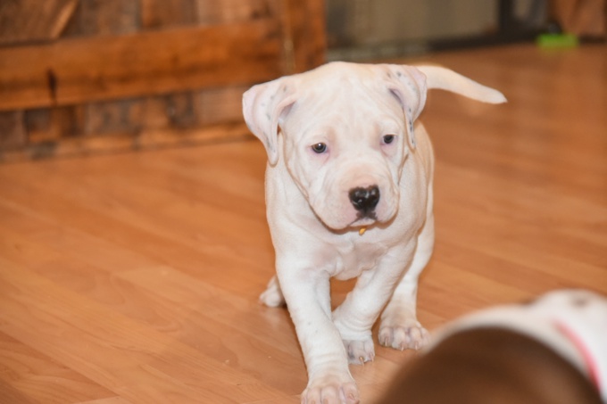 American pitbull terrier