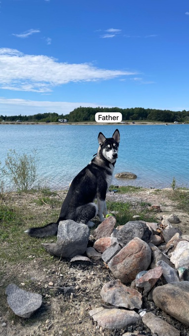 Husky - German Shepherd mix
