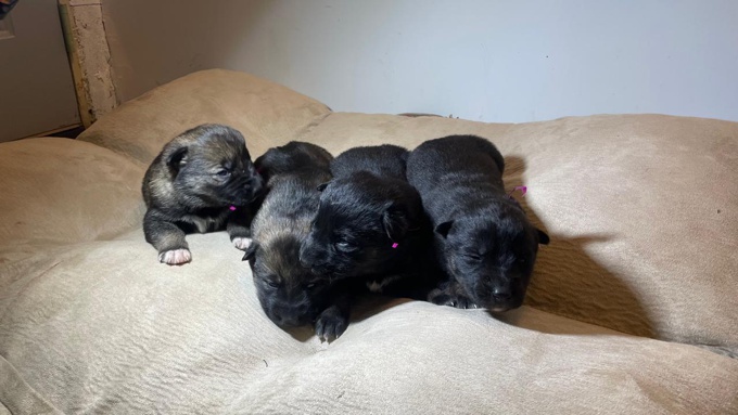 Husky - German Shepherd mix