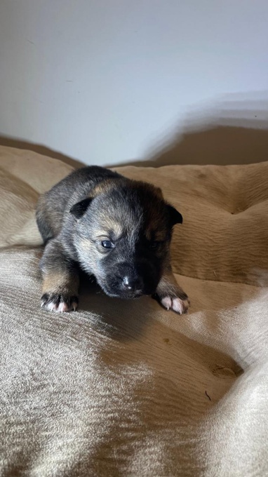 Husky - German Shepherd mix