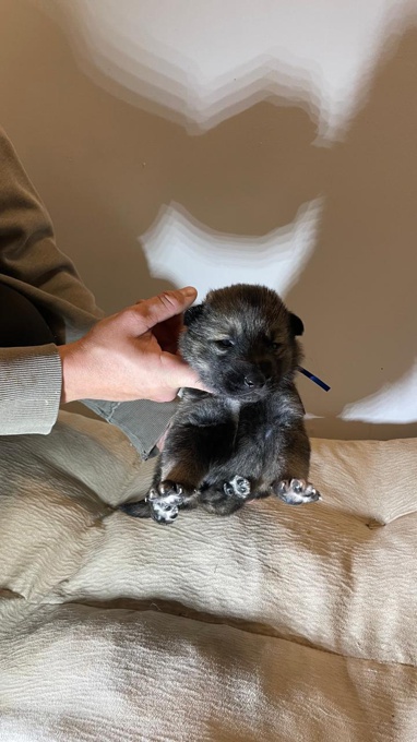 Husky - German Shepherd mix