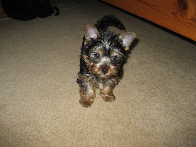 Yorkie