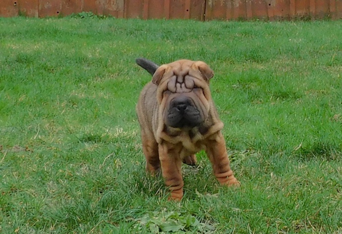 Chinese Shar - Pei Puppies