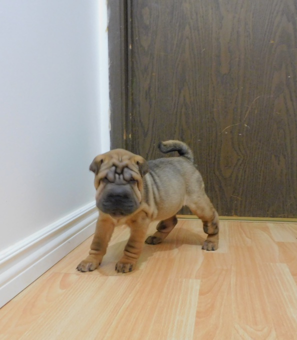 Chinese Shar - Pei Puppies