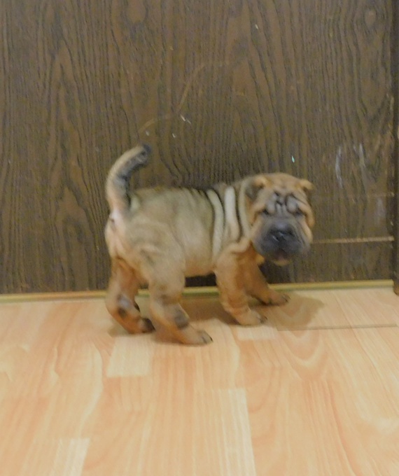 Chinese Shar - Pei Puppies