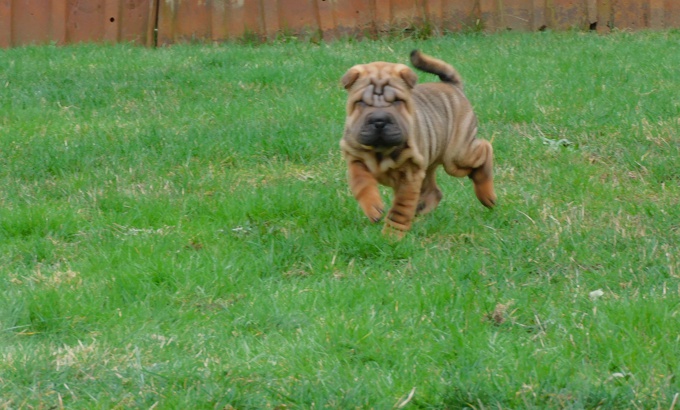 Chinese Shar - Pei Puppies