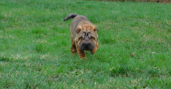Chinese Shar - Pei Puppies