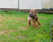 Chinese Shar - Pei Puppies
