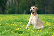 Labrador Retrievers