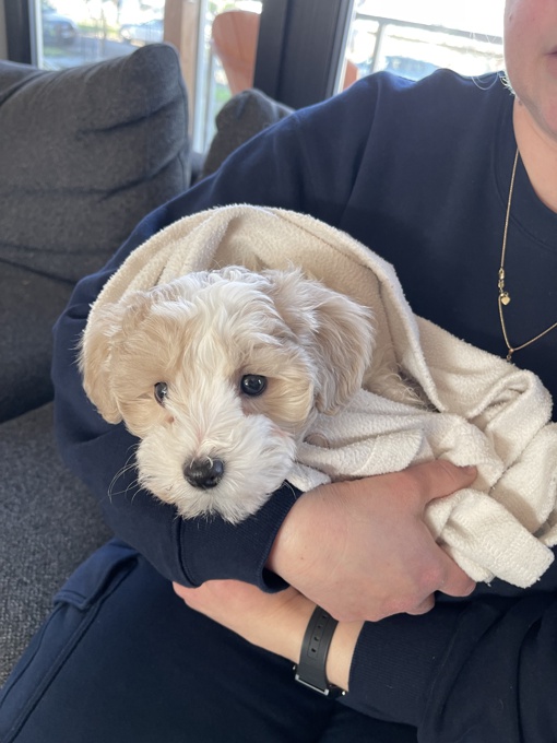 Mini Schnauzer & Mini Poodle