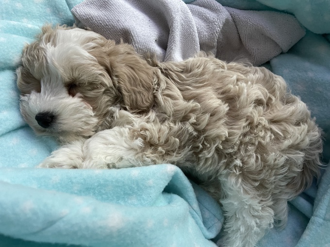 Mini Schnauzer & Mini Poodle