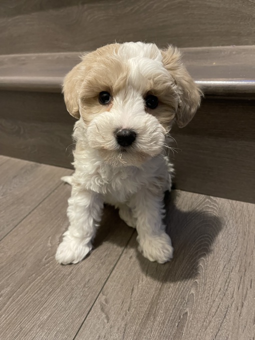 Mini Schnauzer & Mini Poodle
