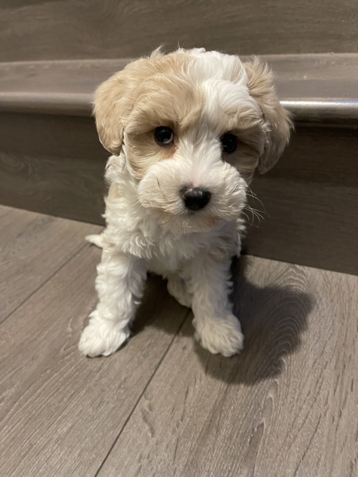 Mini Schnauzer & Mini Poodle