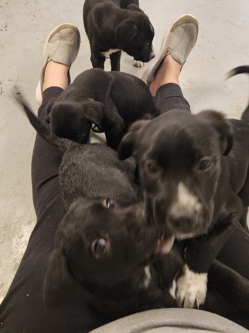 Pyranese Pittbull Cross