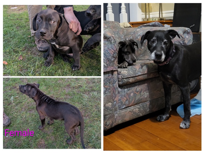 Labradane Bullmastiff