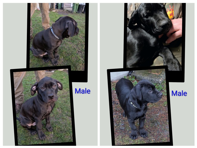 Labradane Bullmastiff