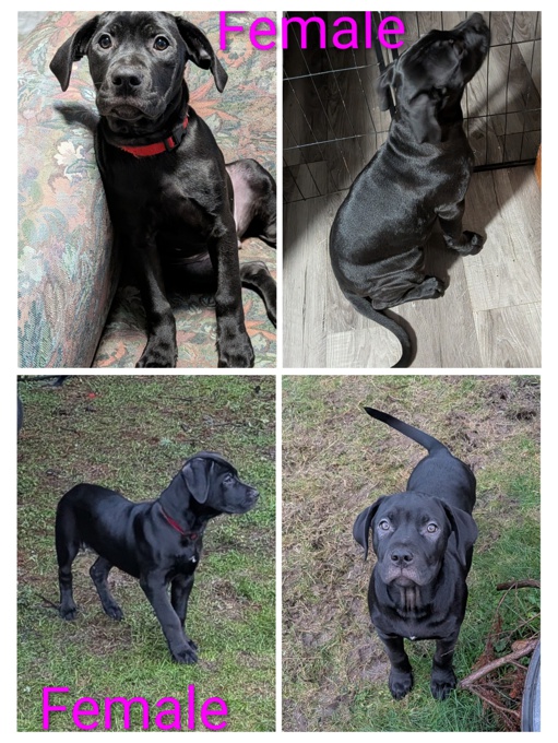 Labradane Bullmastiff