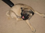 Pug
