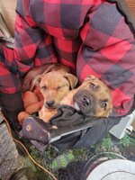 German Shepherd/Boxer