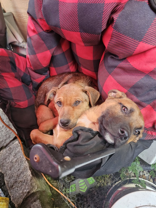 German Shepherd/Boxer