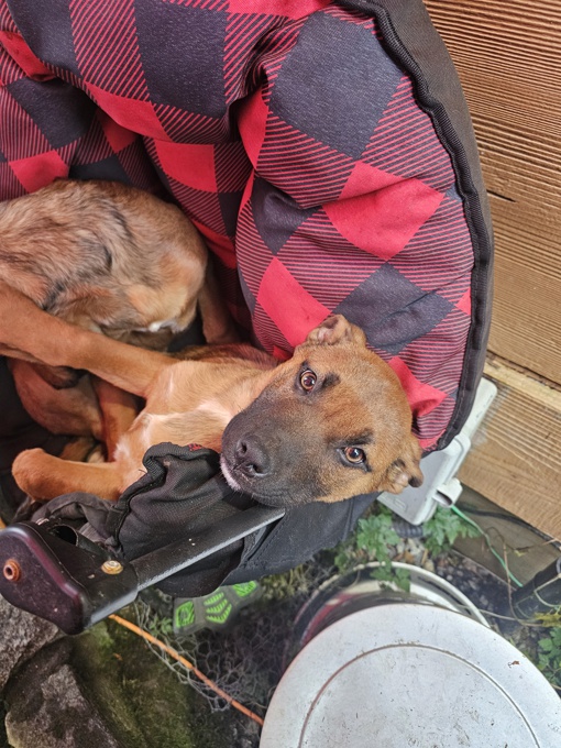 German Shepherd/Boxer