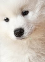 Samoyed