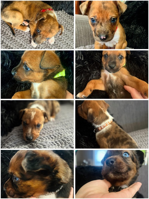 Blue Heeler/Bully mix