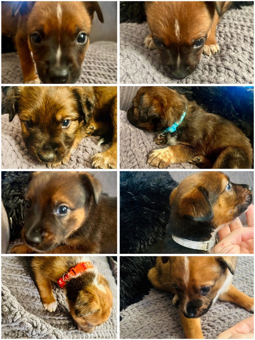 Blue Heeler/Bully mix