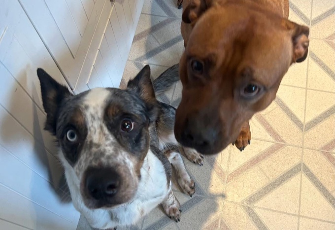 Blue Heeler/Bully mix