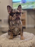 French bulldog