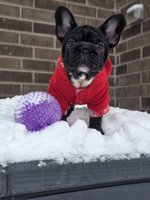 French bulldog