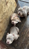 American Bully
